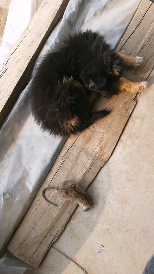 库尔图瓦：如果我抓住老鼠会把它放出场外，我肯定不会伤害它